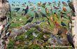 11" x 17" Placemat - Backyard Birds of Connecticut -Wholesale Ordering Only