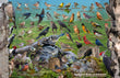 11" x 17" Placemat - Backyard Birds of Delaware