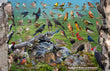 11" x 17" Placemat - Backyard Birds of Delaware -Wholesale Ordering Only