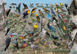 11" x 17" Placemat - Backyard Birds of Eastern Oregon