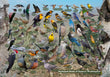 11" x 17" Placemat - Backyard Birds of Eastern Washington