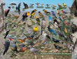 18" x 24" Poster  -  Backyard Birds of Eastern Washington