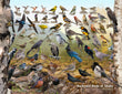 18" x 24" Poster  -  Backyard Birds of Idaho