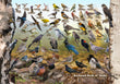 11" x 17" Placemat - Backyard Birds of Idaho -Wholesale Ordering Only