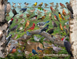 18" x 24" Poster  -  Backyard Birds of Illinois