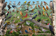 11" x 17" Placemat - Backyard Birds of Illinois