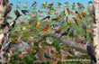 11" x 17" Placemat - Backyard Birds of Indiana -Wholesale Ordering Only