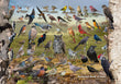 11" x 17" Placemat - Backyard Birds of Iowa
