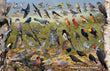11" x 17" Placemat - Backyard Birds of Kansas -Wholesale Ordering Only