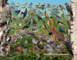18" x 24" Poster  -  Backyard Birds of Kentucky
