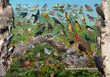 11" x 17" Placemat - Backyard Birds of Kentucky