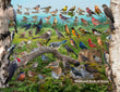 18" x 24" Poster  -  Backyard Birds of Maine