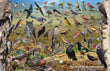 11" x 17" Placemat - Backyard Birds of Manitoba -Wholesale Ordering Only