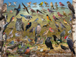 18" x 24" Poster  -  Backyard Birds of Manitoba