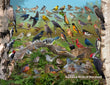 18" x 24" Poster  -  Backyard Birds of Maryland