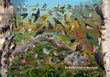 11" x 17" Placemat - Backyard Birds of Maryland