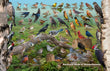 11" x 17" Placemat - Backyard Birds of Massachusetts