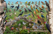 11" x 17" Placemat - Backyard Birds of Massachusetts -Wholesale Ordering Only