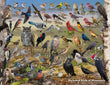 18" x 24" Poster  -  Backyard Birds of Minnesota