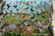 11" x 17" Placemat - Backyard Birds of Missouri