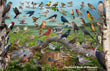 11" x 17" Placemat - Backyard Birds of Missouri -Wholesale Ordering Only