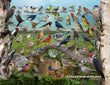 18" x 24" Poster  -  Backyard Birds of Missouri
