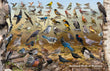 11" x 17" Placemat - Backyard Birds of Montana -Wholesale Ordering Only