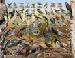 18" x 24" Poster  -  Backyard Birds of Montana