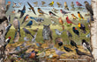 11" x 17" Placemat - Backyard Birds of Nebraska