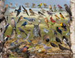 18" x 24" Poster  -  Backyard Birds of Nebraska