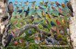 11" x 17" Placemat - Backyard Birds of New Brunswick -Wholesale Ordering Only