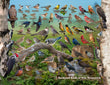 18" x 24" Poster - Backyard Birds of New Brunswick