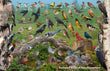 11" x 17" Placemat - Backyard Birds of New Hampshire -Wholesale Ordering Only