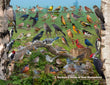 18" x 24" Poster  -  Backyard Birds of New Hampshire
