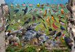 11" x 17" Placemat - Backyard Birds of New Jersey