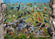 11" x 17" Placemat - Backyard Birds of New Jersey -Wholesale Ordering Only