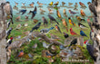 11" x 17" Placemat - Backyard Birds of New York