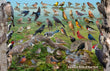 11" x 17" Placemat - Backyard Birds of New York -Wholesale Ordering Only