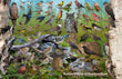 11" x 17" Placemat - Backyard Birds of Newfoundland -Wholesale Ordering Only