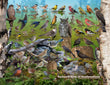 18" x 24" Poster - Backyard Birds of Newfoundland