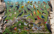 11" x 17" Placemat - Backyard Birds of North Carolina