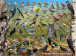 18" x 24" Poster  -  Backyard Birds of North Dakota