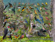 18" x 24" Poster  -  Backyard Birds of Northern California