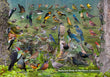 11" x 17" Placemat - Backyard Birds of Northern California