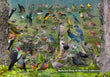 11" x 17" Placemat - Backyard Birds of Northern California -Wholesale Ordering Only