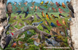 11" x 17" Placemat - Backyard Birds of Nova Scotia