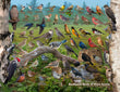 18" x 24" Poster - Backyard Birds of Nova Scotia