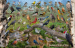 11" x 17" Placemat - Backyard Birds of Ohio