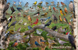 11" x 17" Placemat - Backyard Birds of Ohio -Wholesale Ordering Only