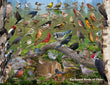 18" x 24" Poster  -  Backyard Birds of Ohio